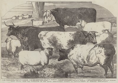 Prijsvee, van de tentoonstelling van de Royal Agricultural Society, in Lincoln door Harrison William Weir